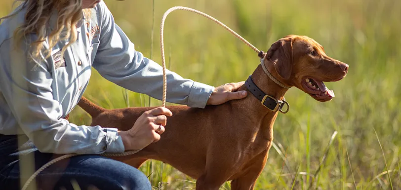 Brown hunting dog on a leash in a field with lady