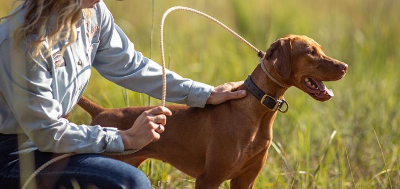 Brown hunting dog on a leash in a field with lady