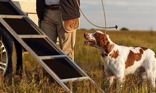 Man helping dog onto ladder of truck from a field