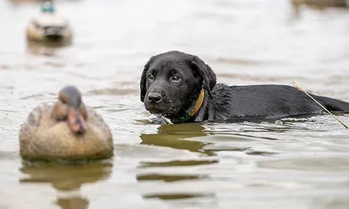 BR15700 LTD WebfootKennel Georgia water