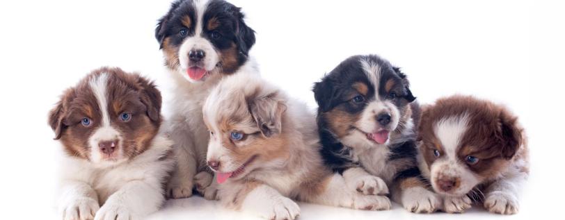 a group of puppies