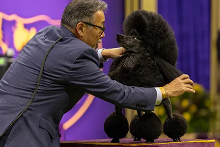 Man in suit adjusting black poodle at dog show