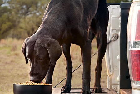 black dog eating from bowl