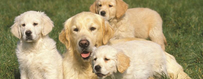 ProClub_GoodDog_Part2_TheRoleOfProgesteroneTesting_SSB_ArticleImagery