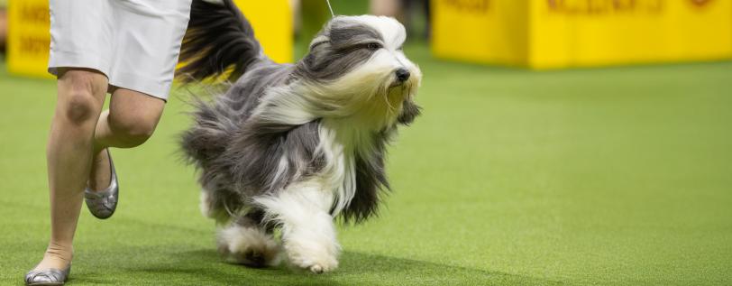 Dog running - Addison&#039;s Disease
