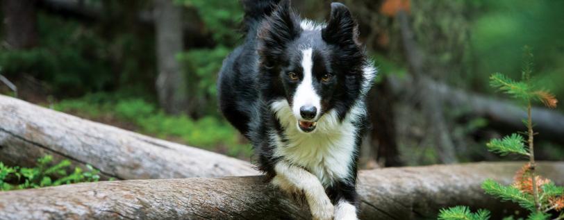 Black &amp; White dog - Antioxidants for dogs