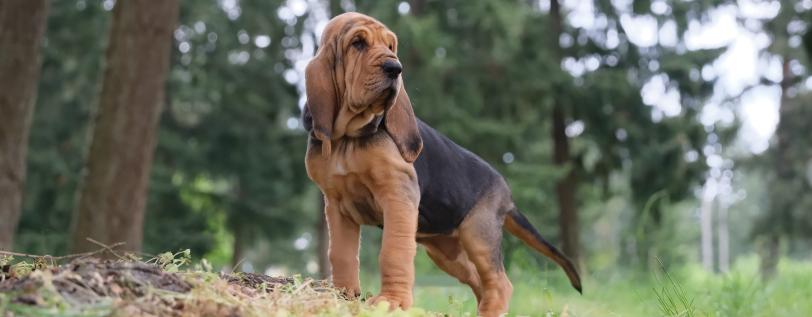 Black &amp; brown dog standing with trees behind him - Canine Osteosarcoma &amp; IBD