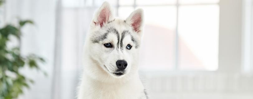 Black &amp; white dog in front of window - IBD in dogs
