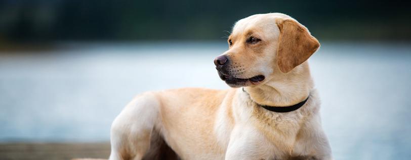 Tan dog standing &amp; looking off to the side - Laryngeal Paralysis