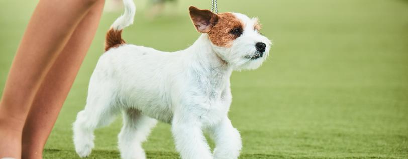 White &amp; brown dog walking with tail &amp; ears up - Legg-calve-primary Lens Luxation