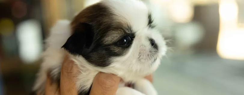 Brown &amp; white puppy being held in hands