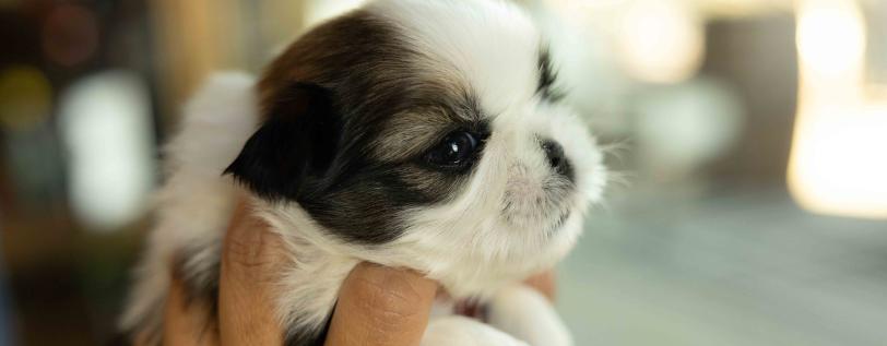 Brown &amp; white puppy being held in hands