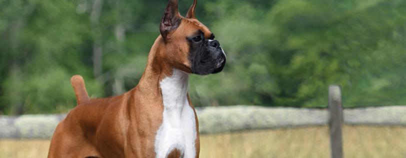 Boxer - Research on drug therapy for degenerative myelopathy &amp; hemangiosarcoma in Boxers