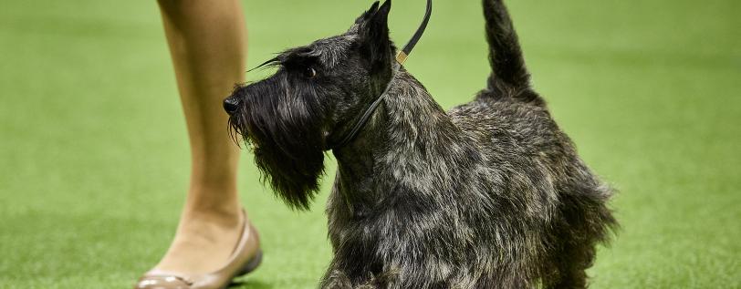 Scottie walking &amp; looking away - Scottie Cramp