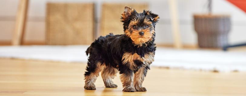 Brown &amp; black puppy looking forward - Stem Cell Therapy Alternative