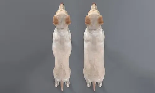 overhead view of the size of a dog&#039;s waist