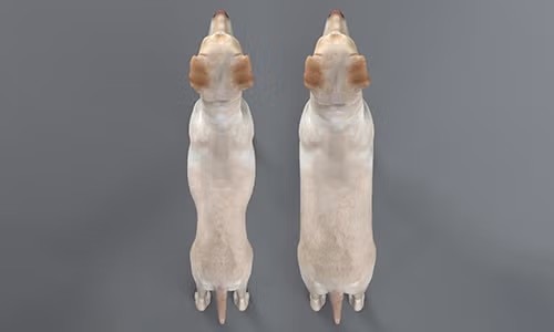 overhead view of the size of a dog&#039;s waist