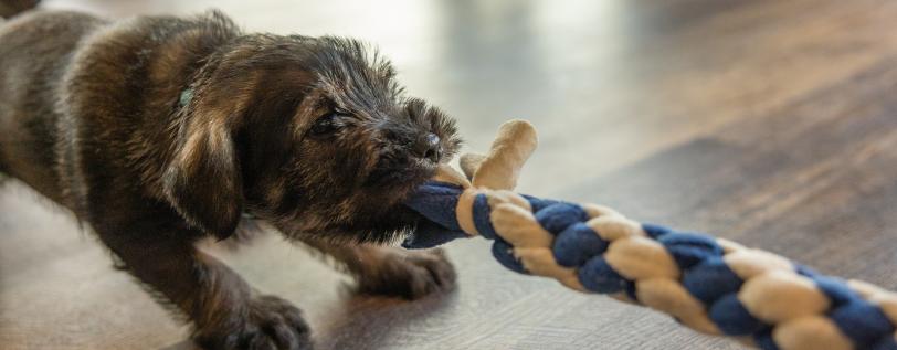Article Header Image - Breeding Healthy Dogs Part 2