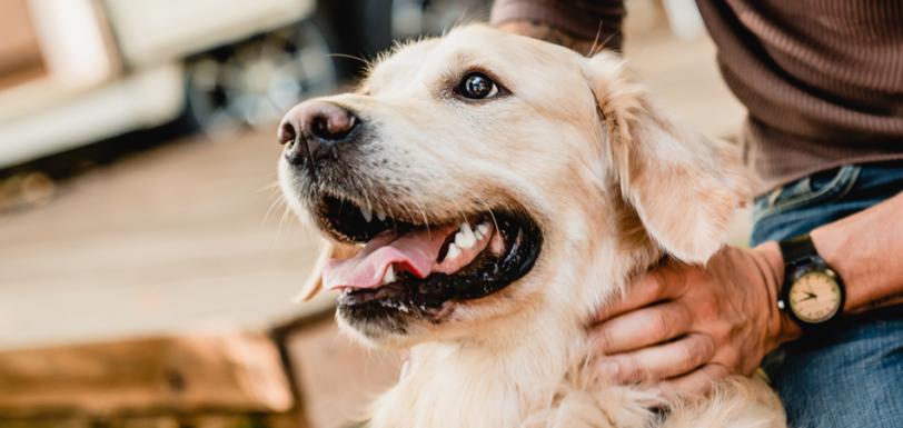 Fortiflora Helps Manage Gastrointestinal Upset in Dogs