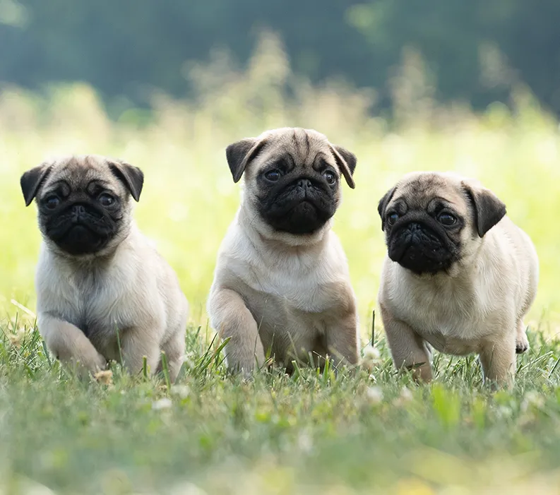 Sidebar - Breeding Healthy Dogs Part 1 Image