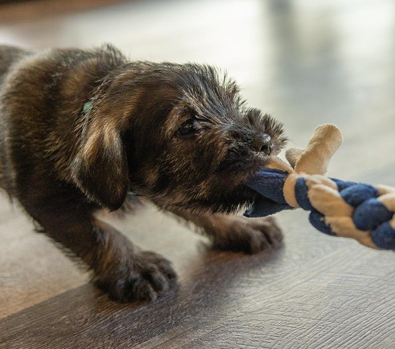Sidebar-BreedingHealthyDogsPart2-Image
