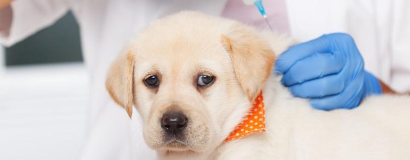 A yellow lab puppy receiving a shot at the vet. 