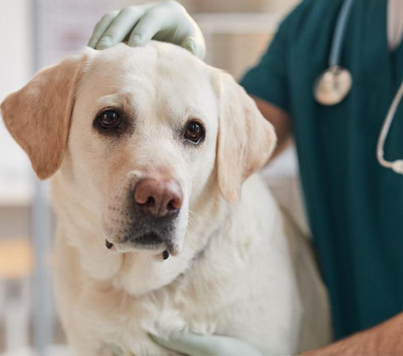 A yellow lab being examined at the vet.