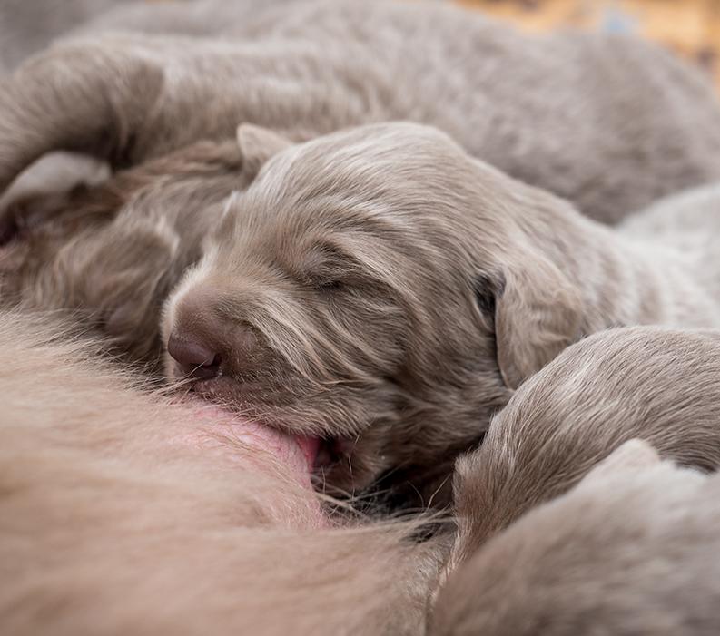 A dog mom suckling her litter of puppies.