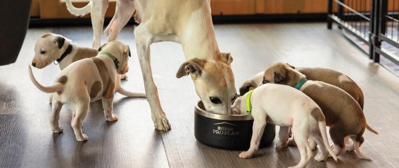 A litter of puppies and their parent eating out of a Purina Pro Plan bowl.
