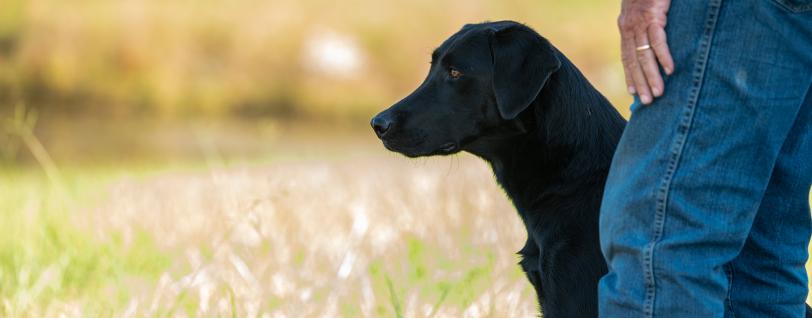 A black lab in a field next to its owner.