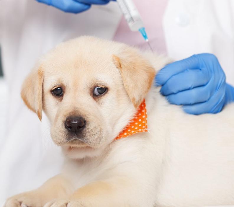 A puppy receiving a vaccine shot.