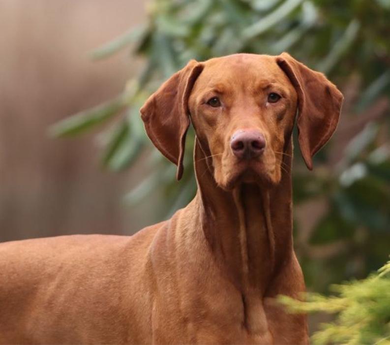A dog standing in a forest.