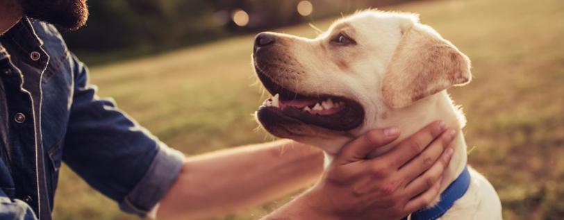 A dog in a field being pet on its neck by owner. 