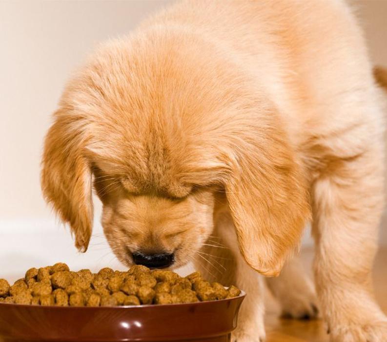 A puppy sniffing kibble in food bowl. 