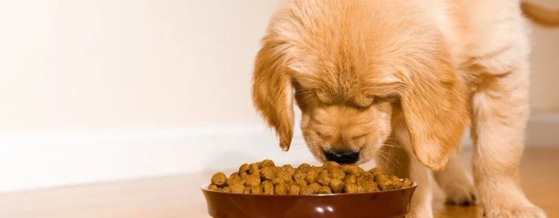 A puppy sniffing kibble in food bowl. 