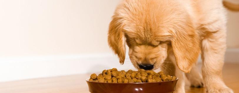 A puppy sniffing kibble in food bowl. 