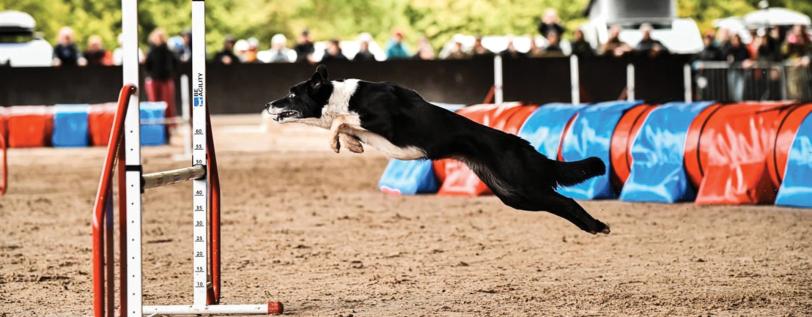 Bungee the dog leapng during agility course.
