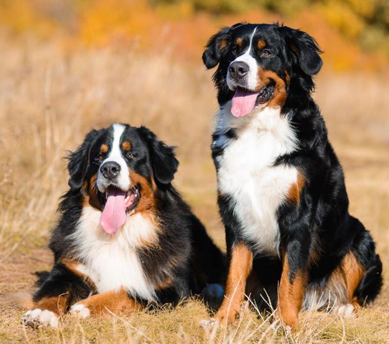 Two dogs panting in a field.