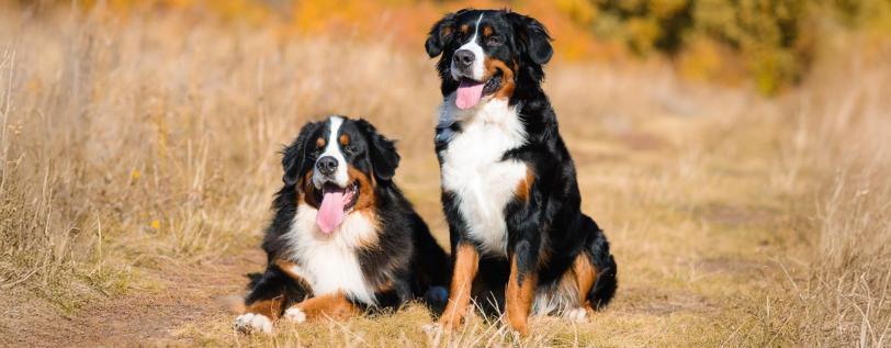  Two dogs panting in a field. 