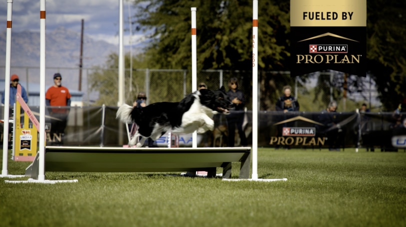 generations of dog agility kate moureaux