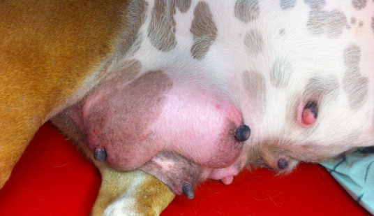 A close up of the belly of a nursing dog with mastitis. 