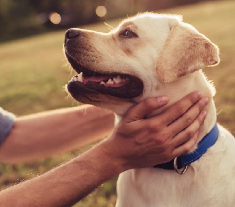  A dog in a field being pet on its neck by owner.