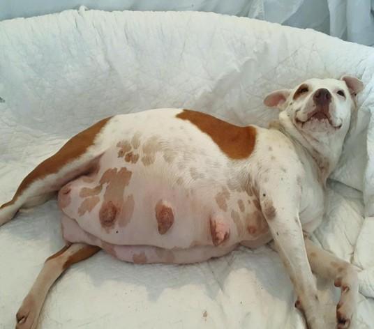 A pregnant dog with dystocia laying on bed. 