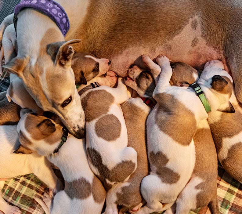 Canine Pregnancy Nutrition Should Deliver ‘The Whole Package’ 