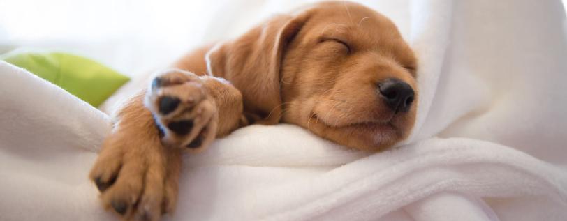  A puppy sleeping on a blanket.
