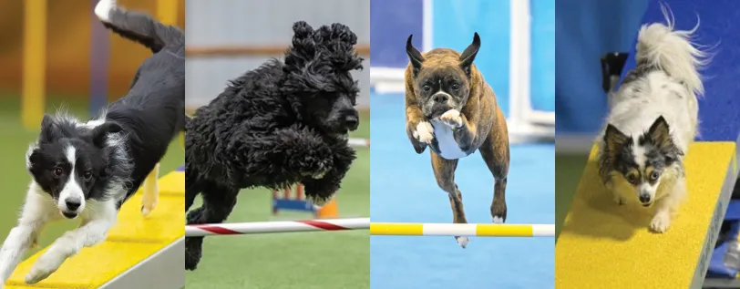 Four images of AKC agility dogs in competition.