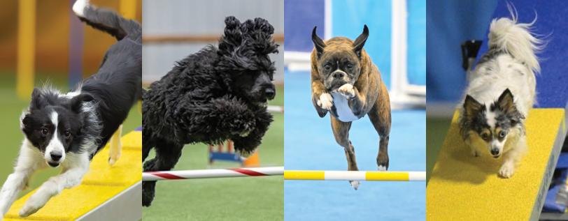 Four images of AKC agility dogs in competition.