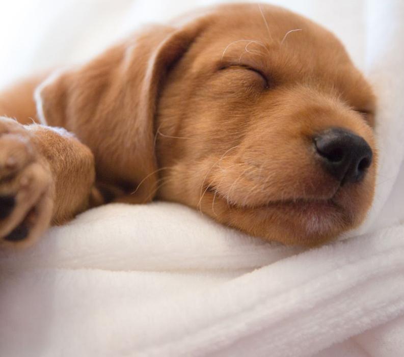 A puppy sleeping on a blanket.