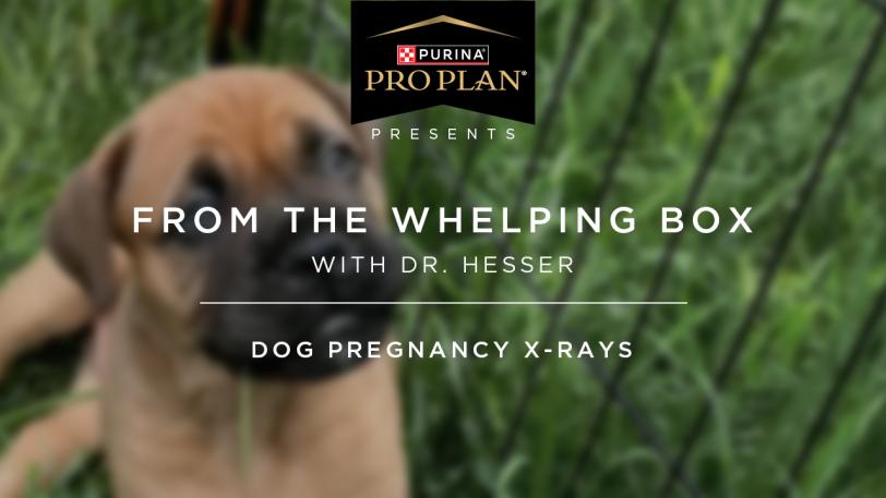 From the Whelping Box with Dr. Hesser – Session 2: Dog Pregnancy X-Rays