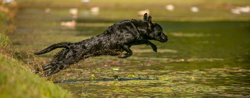 A black Labrador Retriever leaping into a pond.